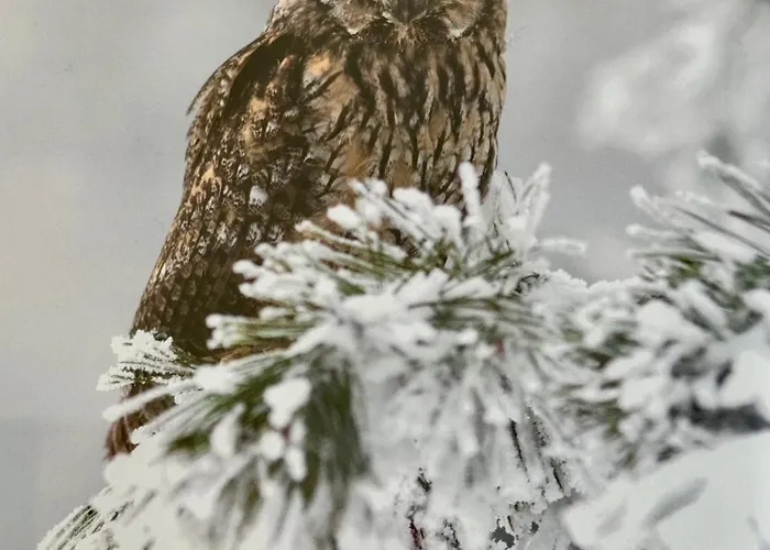 Apartment Panorama Karkonoszy - Komfort Z Widokiem Na Sniezke I Aquapark Karpacz