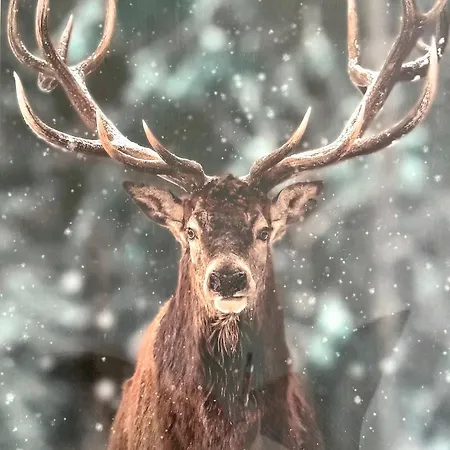 Panorama Karkonoszy - Komfort Z Widokiem Na śnieżkę I Aquapark
