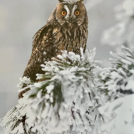 Apartament Panorama Karkonoszy - Komfort Z Widokiem Na śnieżkę I Aquapark Karpacz